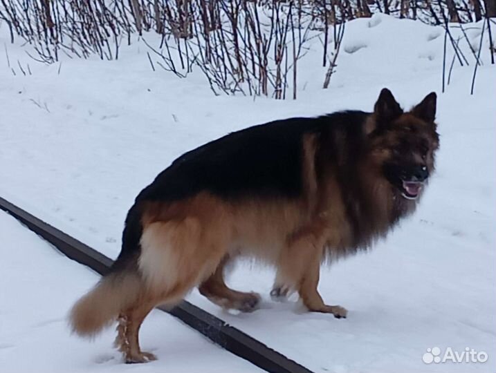 Вязка,кобель,5 лет,развязан