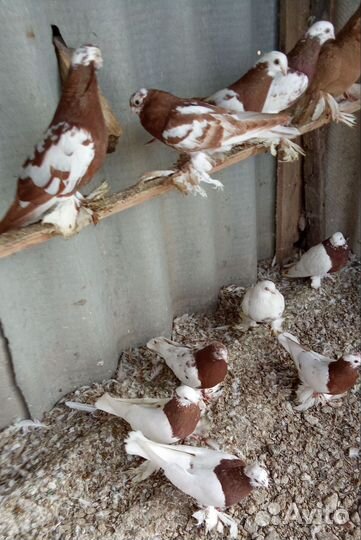 Голуби капканы Ташкентские