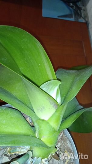 Орхидея Сого Юкидан Sogo Yukidian