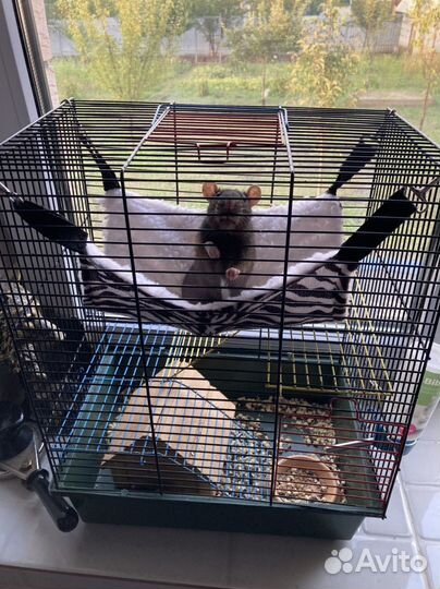 Крыса с клеткой