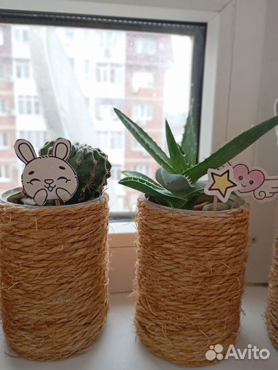 Комнатные растения разные Подарок на Новый год