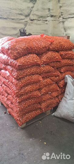 Лук Севок стурон