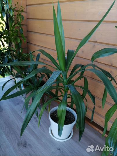 Фикус бенджамина