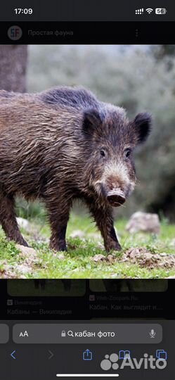 Продажа дикого мяса