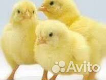 Вахта упаковщик яиц на птицефабрику Санкт-Петербур