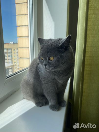 Британская кошка в дар