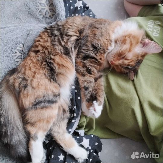 Кошка