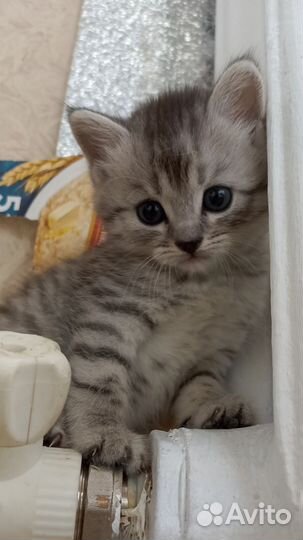 Котенок (мальчик), 1.5 месяца