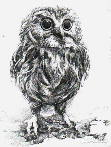 Сова. Филин. Картины