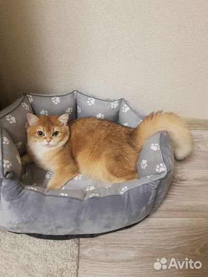 Британская шиншила