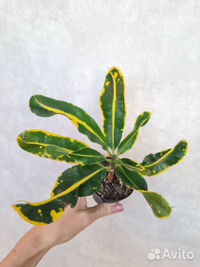 Кротон мамми yellow