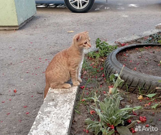 Котята в добрые руки бесплатно