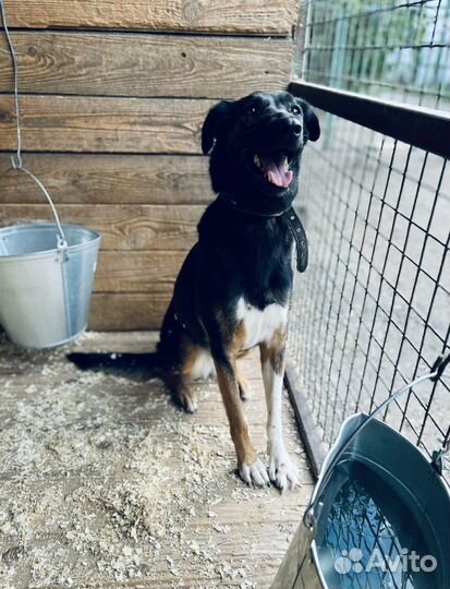 Гера опять в приюте