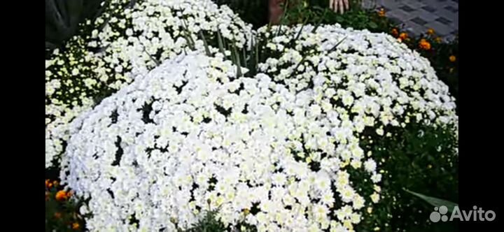 Мультифлора