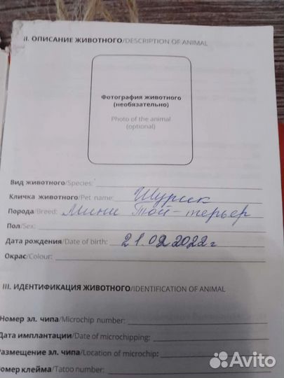 Мини той-терьер вязка