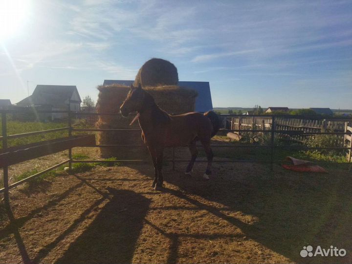 Жеребец полутяж