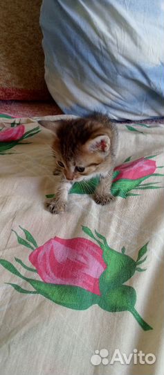 Шотландские прямоухие котята