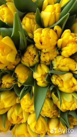 Тюльпаны к 8 марта