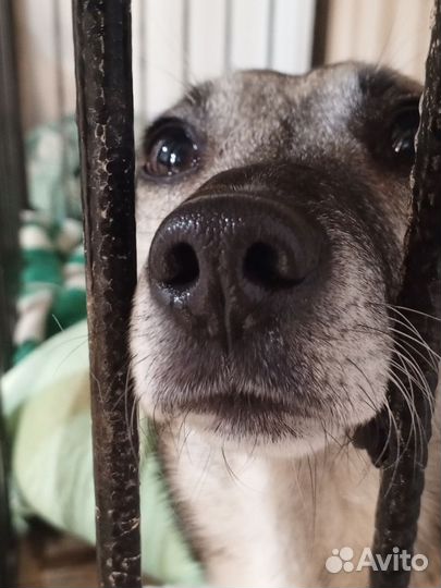Песик Какосик