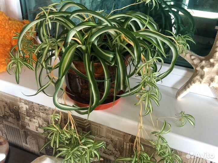 Хлорофитум