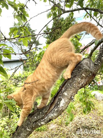 Котенок мальчик 4 месяца