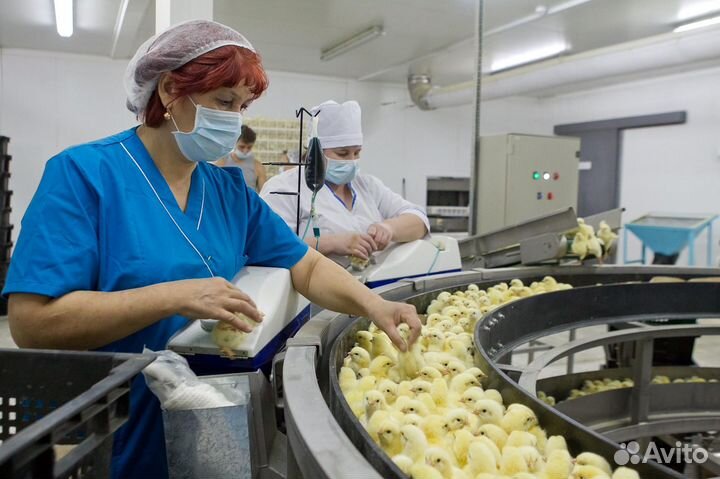 Работа на птицефабрике, ежедневная оплата Пермь