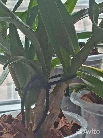 Орхидея дендрофаленопсис