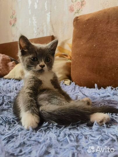 Котёнок
