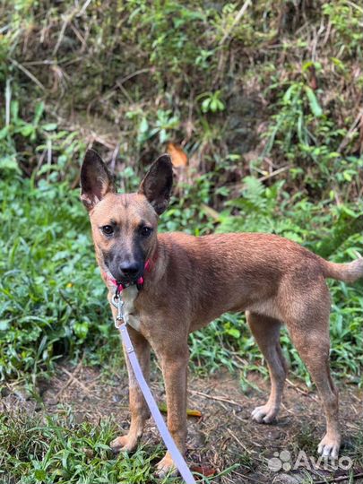 Малышка в добрые руки (мал. размер)