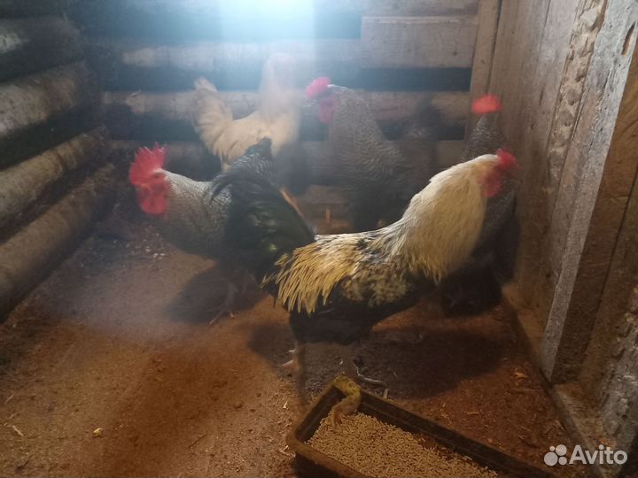 Петух породы брама