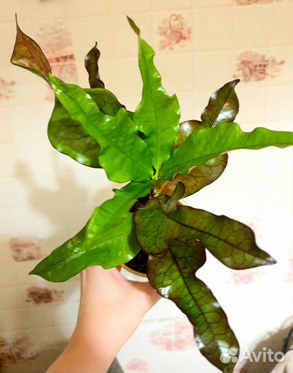 Кротон Нонглюк