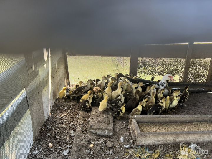 Индоутята подрощенные