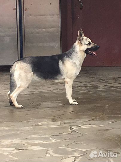 Восточноевропейская овчарка