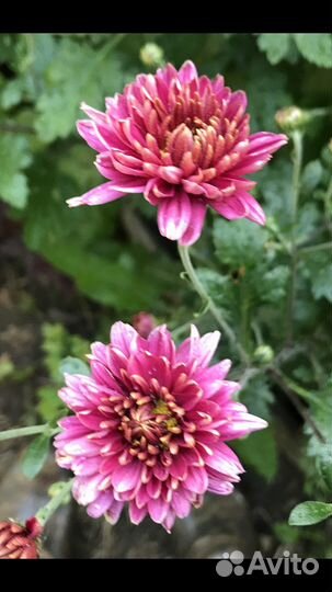 Хризантемма,хоста,ромашка