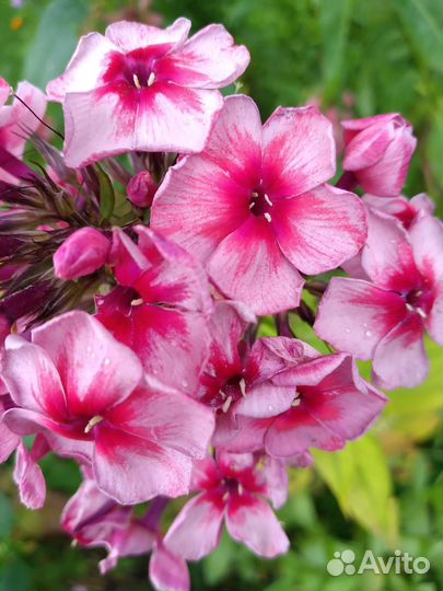 Саженцы многолетних цветов