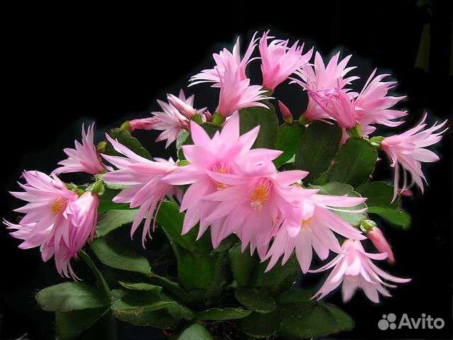 Комнатные цветы растение рипсалидопсис