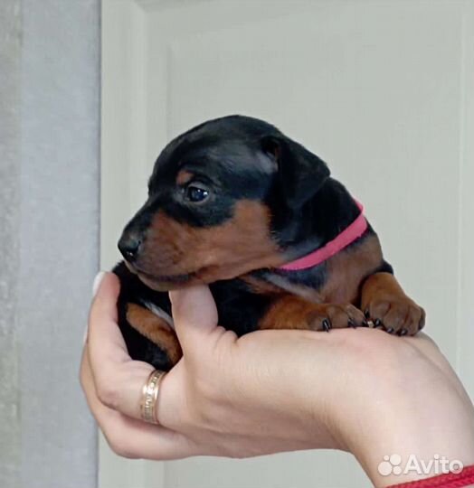 Цвергпинчер