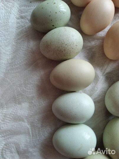 Инкубационное яйцо породной птицы