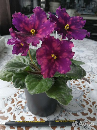 Фиалки сортовые