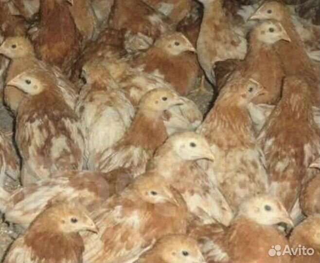 Куры несушки ломан браун