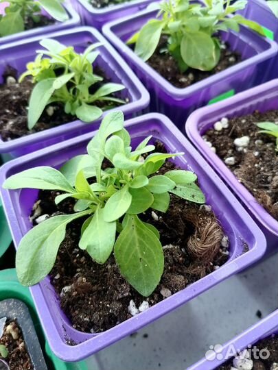 Петунья вегетативная