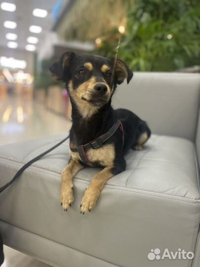 Той-терьер метис