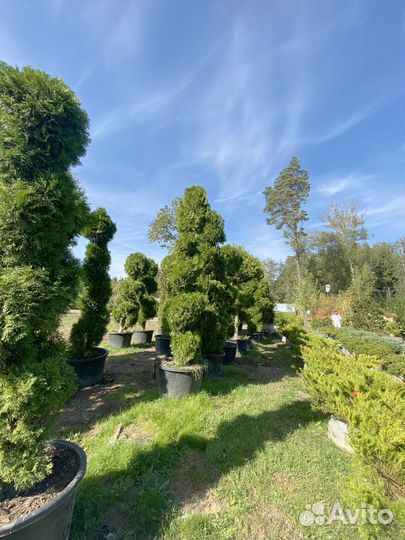 Туя Смарагд Спираль 250 см