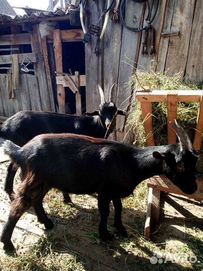 Дойные козы с козлятами