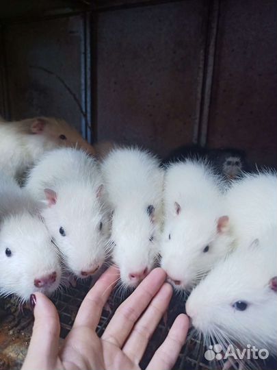 Нутрия на племя