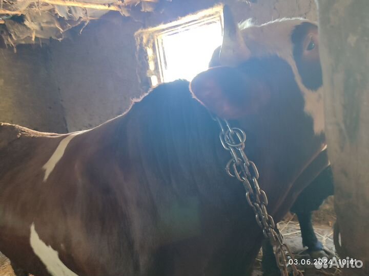 Быки на мясо и корова с телёнком