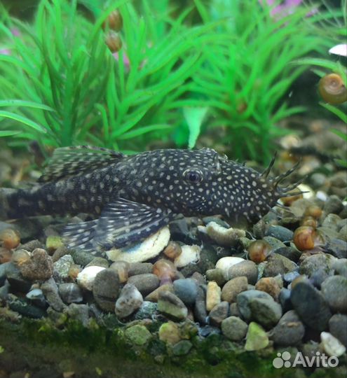 Сом Анцитрус подросшие детки