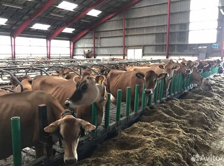 Молочная ферма (колхоз) крс