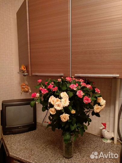 Телевизор,Витязь