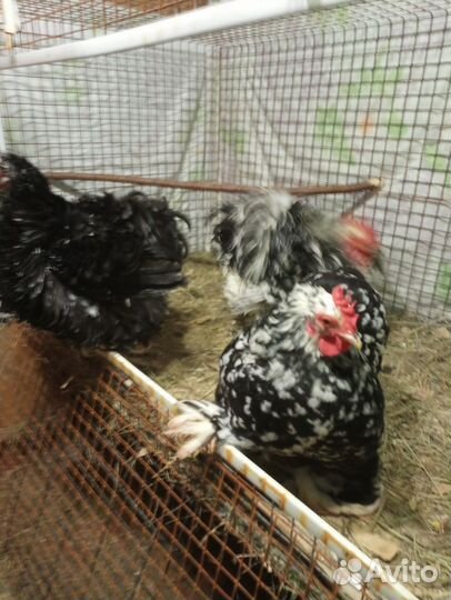 Инкубационное яйцо, породистых кур